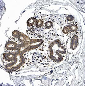 Ephrin A4 Antibody in Immunohistochemistry (Paraffin) (IHC (P))