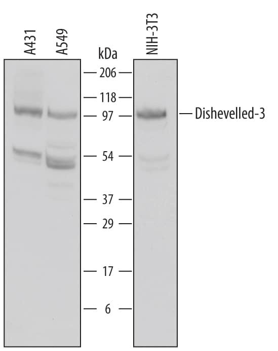DVL3 Antibody in Western Blot (WB)