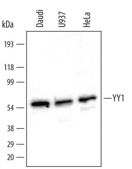 YY1 Antibody in Western Blot (WB)