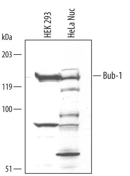 Bub1 Antibody in Western Blot (WB)