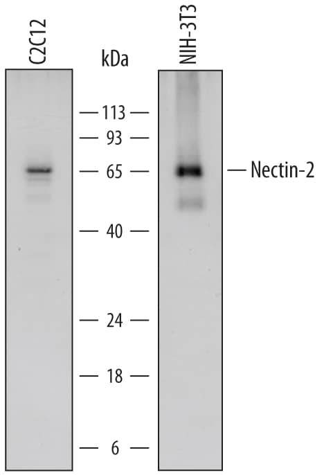 Nectin 2 Antibody in Western Blot (WB)