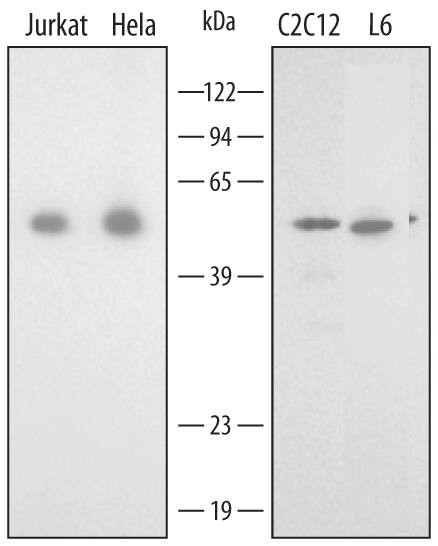 Annexin A7 Antibody in Western Blot (WB)