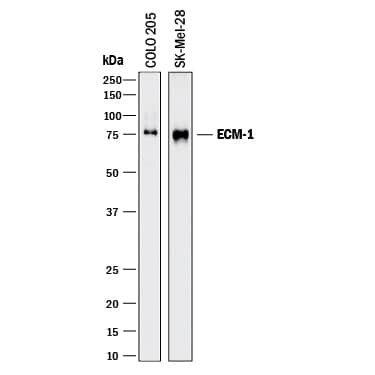 ECM1 Antibody in Western Blot (WB)
