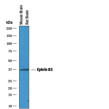 Ephrin B3 Antibody in Western Blot (WB)