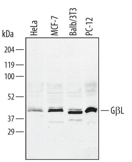 GBL Antibody in Western Blot (WB)