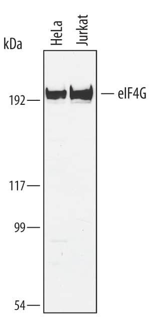 eIF4G Antibody in Western Blot (WB)