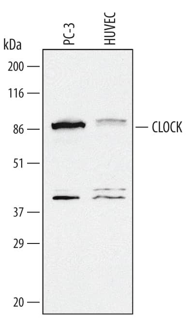 CLOCK Antibody in Western Blot (WB)