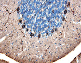 HSP105 Antibody in Immunohistochemistry (Frozen) (IHC (F))