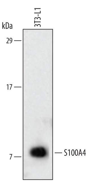 S100A4 Antibody in Western Blot (WB)
