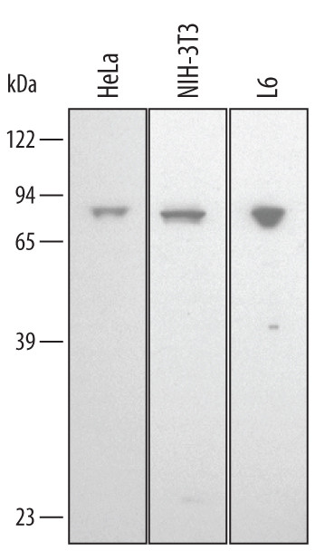 HSC70 Antibody in Western Blot (WB)