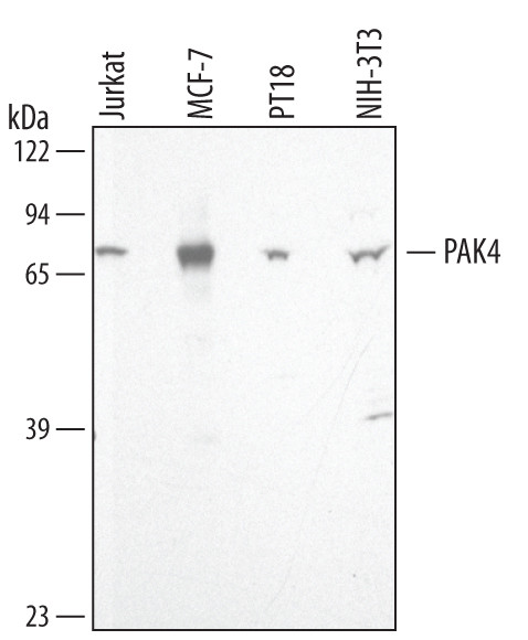 PAK4 Antibody in Western Blot (WB)