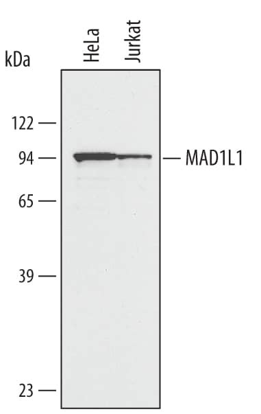 MAD1 Antibody in Western Blot (WB)