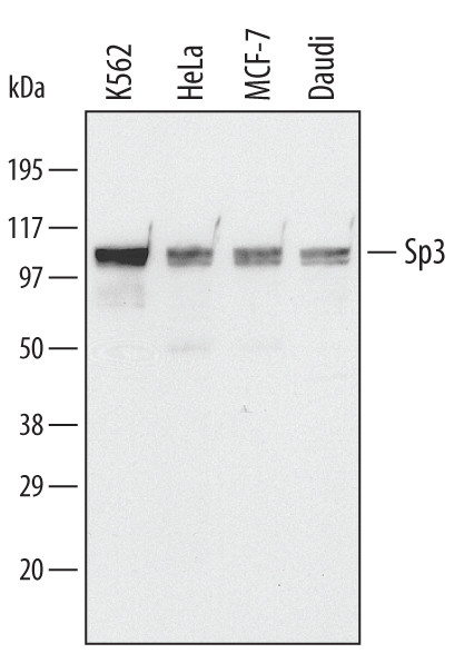 SP3 Antibody in Western Blot (WB)