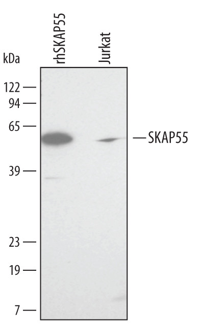 SKAP55 Antibody in Western Blot (WB)