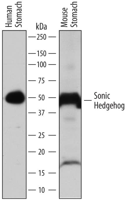 SHH Antibody in Western Blot (WB)
