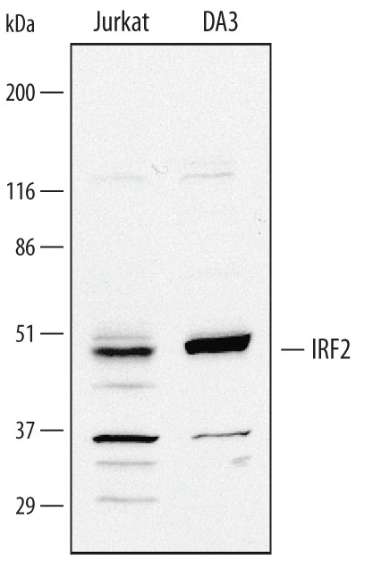 IRF2 Antibody in Western Blot (WB)