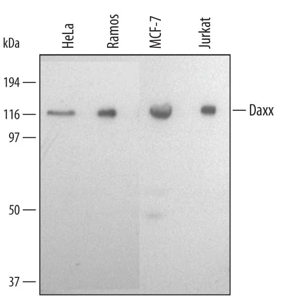 DAXX Antibody in Western Blot (WB)