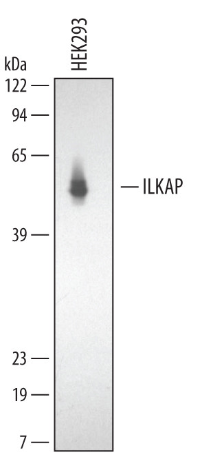 ILKAP Antibody in Western Blot (WB)