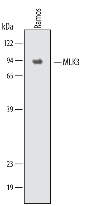 MLK3 Antibody in Western Blot (WB)