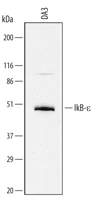 IkB epsilon Antibody in Western Blot (WB)