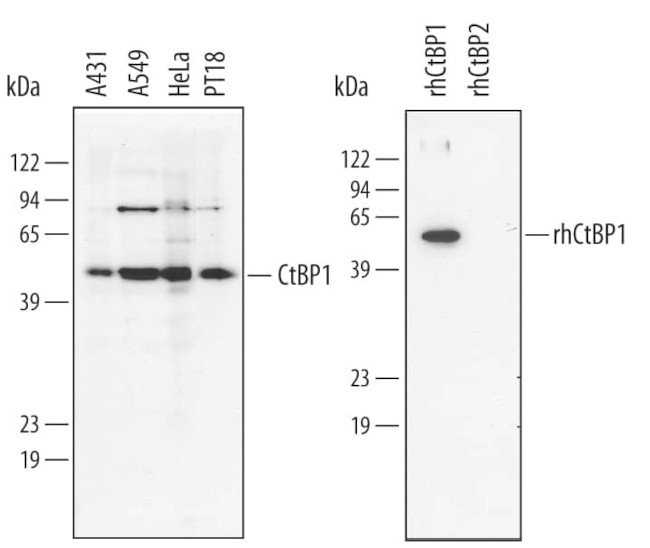 CtBP1 Antibody in Western Blot (WB)