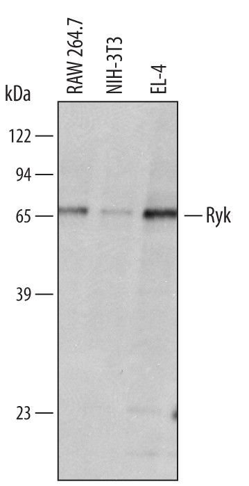 RYK Antibody in Western Blot (WB)