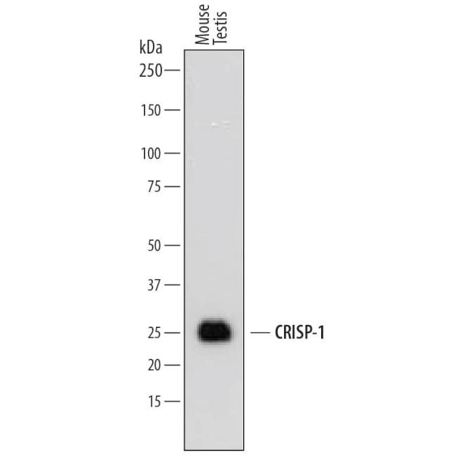 CRISP1 Antibody in Western Blot (WB)