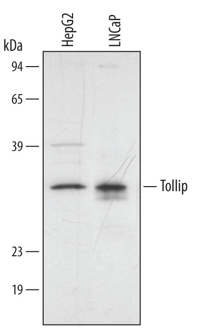 TOLLIP Antibody in Western Blot (WB)