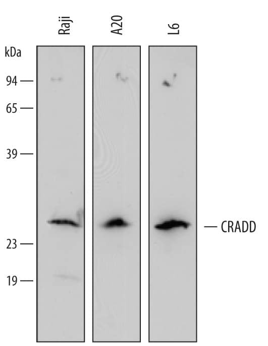 RAIDD Antibody in Western Blot (WB)