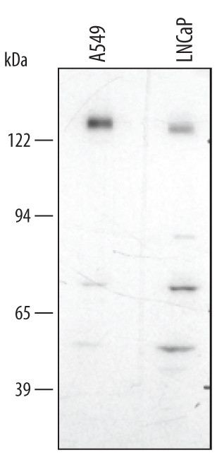 NALP2 Antibody in Western Blot (WB)