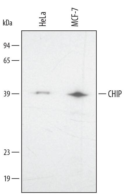 STUB1 Antibody in Western Blot (WB)