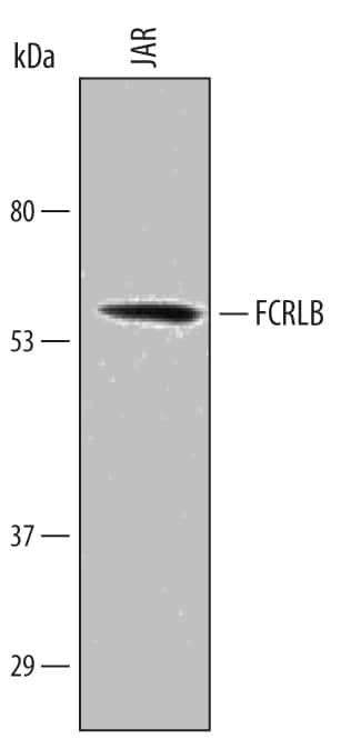 FCRLB Antibody in Western Blot (WB)
