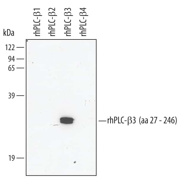 PLCB3 Antibody in Western Blot (WB)