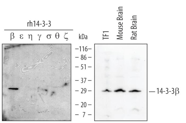 14-3-3 beta Antibody in Western Blot (WB)