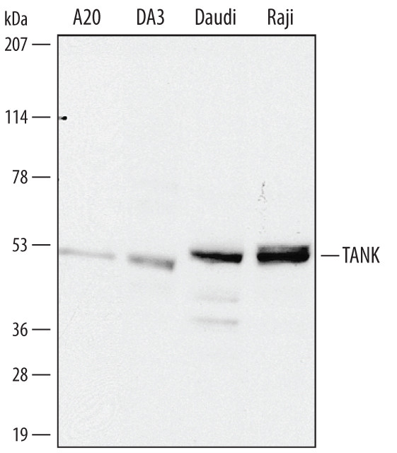 TANK Antibody in Western Blot (WB)