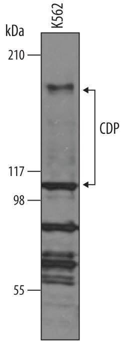 CUX1 Antibody in Western Blot (WB)