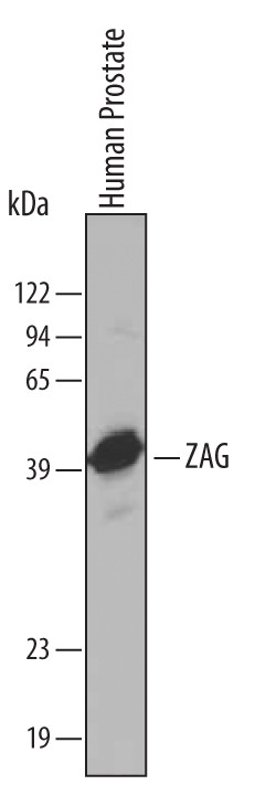 AZGP1 Antibody in Western Blot (WB)