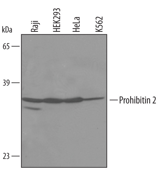 REA Antibody in Western Blot (WB)