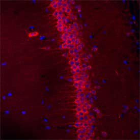 SEZ6L Antibody in Immunohistochemistry (Frozen) (IHC (F))