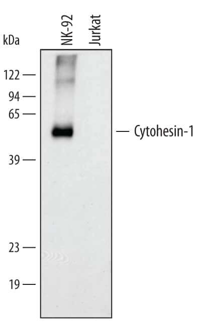 Cytohesin 1 Antibody in Western Blot (WB)