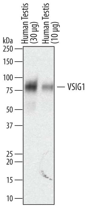 VSIG1 Antibody in Western Blot (WB)