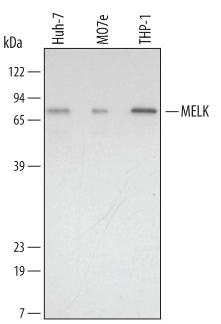 MELK Antibody in Western Blot (WB)