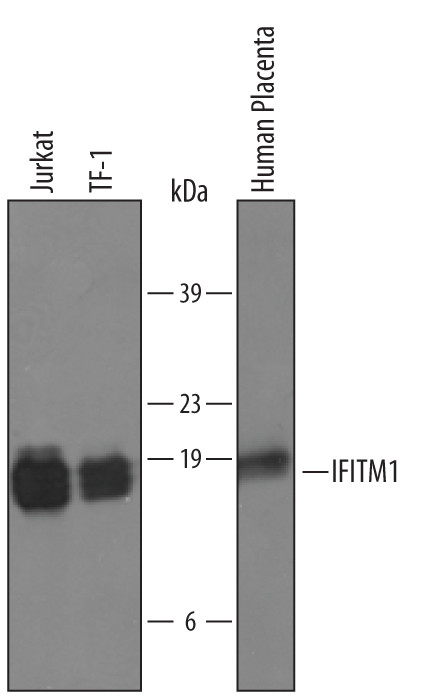 IFITM1 Antibody in Western Blot (WB)
