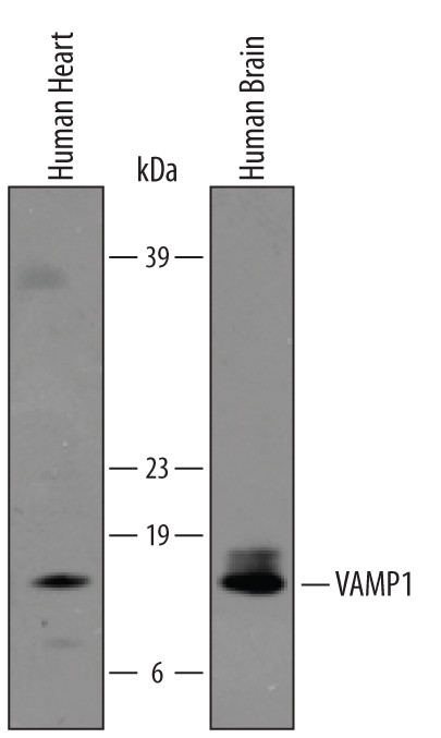VAMP1 Antibody in Western Blot (WB)