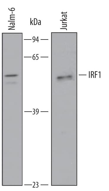 IRF1 Antibody in Western Blot (WB)