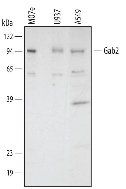 GAB2 Antibody in Western Blot (WB)