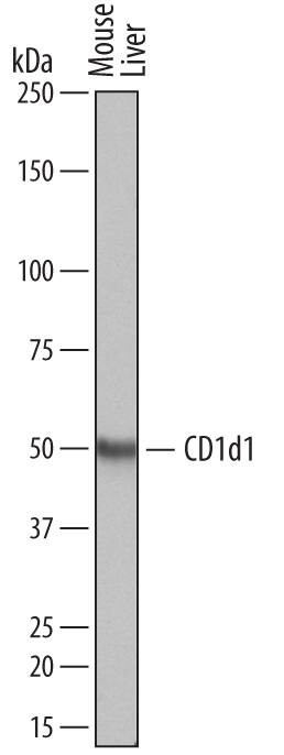 CD1d Antibody in Western Blot (WB)