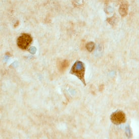 LRRTM3 Antibody in Immunohistochemistry (Frozen) (IHC (F))