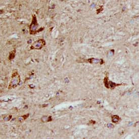 PLTP Antibody in Immunohistochemistry (Frozen) (IHC (F))