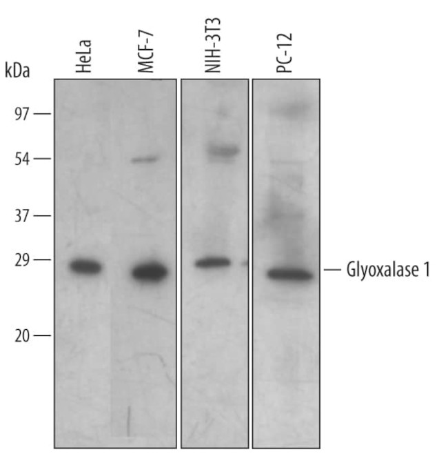 GLO1 Antibody in Western Blot (WB)